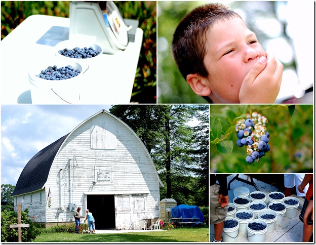 blueberry2