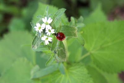 hoary alyssum blooms, with ladybug