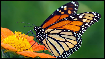 أجمل صور و خلفيات الفراشات Butterfly Wallpapers معلومات و صور فراشات Butterflies