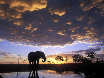 foto de atardecer con elefante de sombra 