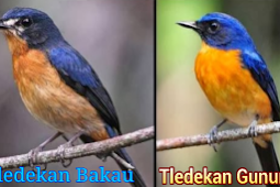 Perbedaan Burung Tledekan Gunung Dan Bakau