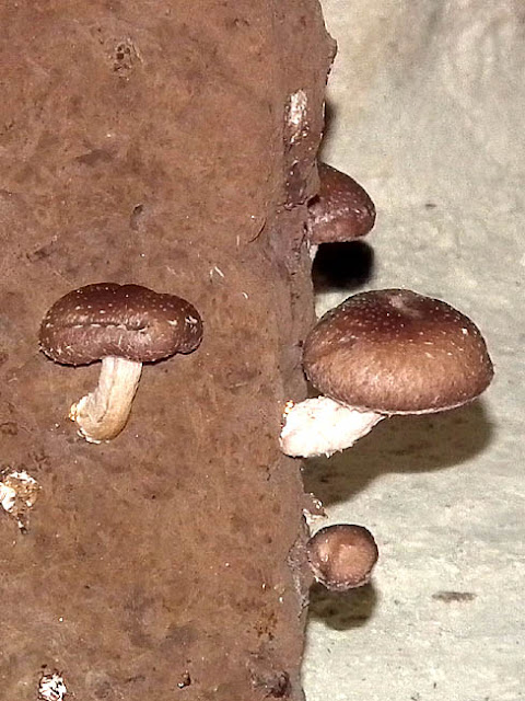 Cave grown shiitake mushrooms, Loir et Cher, France. Photo by Loire Valley Time Travel.