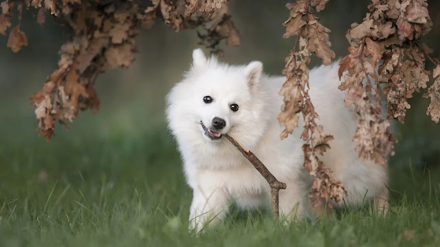 Japanese Spitz