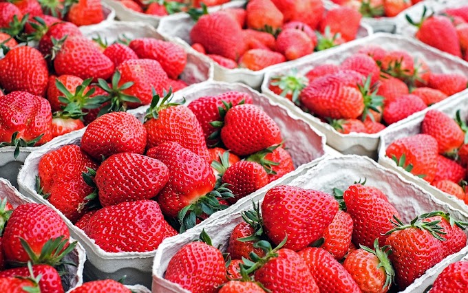 Top five Strawberry production countries in the World