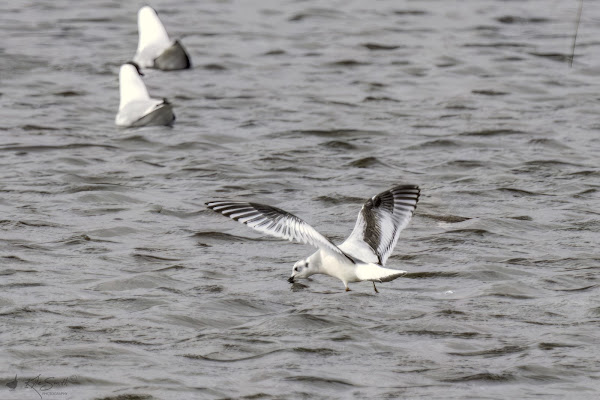 Little gull