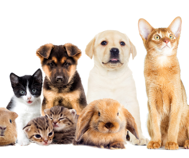 5 signes que votre animal de compagnie est triste