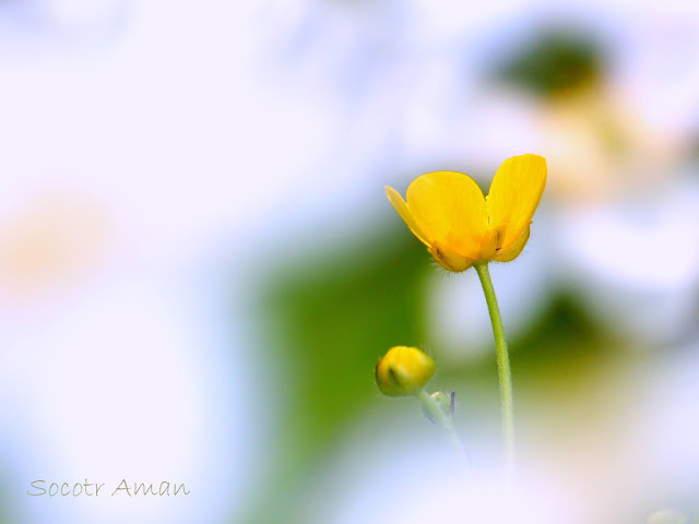 Ranunculus japonicus