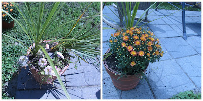 Before and after of my potted plants in backyard.