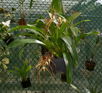 Brassia lanceana - Lance's Brassia care and culture