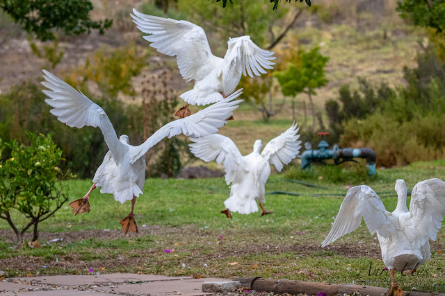 Angelic White Geese in Flight