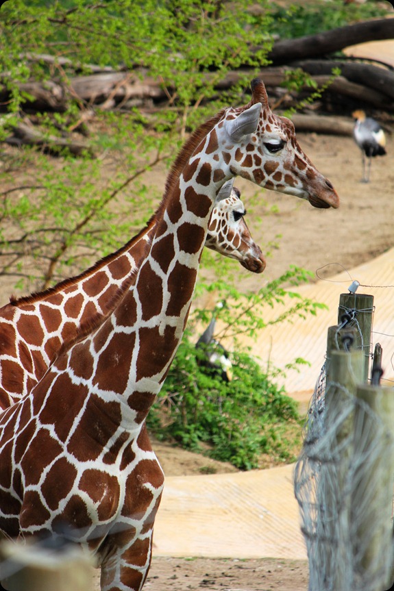 Zoo3 690