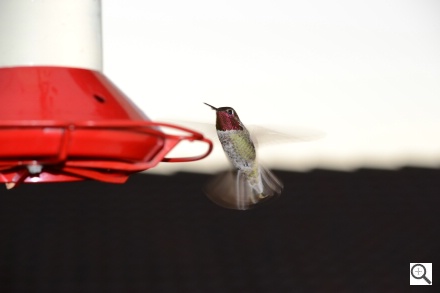 Nikon D3100 Imagen de muestra