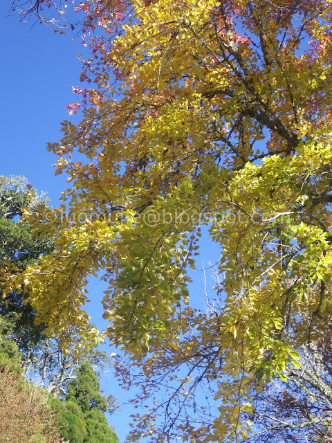 Alishan maple autumn foliage