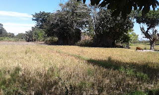 Sawah