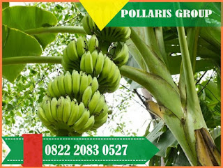 Benih Pisang Unggul,Jual Bibit Pisang Unggul,Bibit Pohon Pisang Unggul,Harga Bibit Pisang Mas Kirana,Jual Bibit Pisang Mas,Jual Bibit Pisang Eceran,Harga Bibit Pisang Emas,Bibit Pisang Hijau,Bibit Pisang Hitam,Bibit Pisang Hibrida