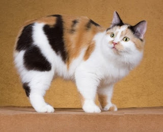 manx cat pets info breed animal domestic gato photo