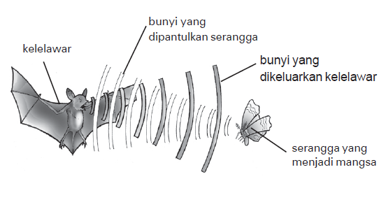 Ciri ciri khusus apa yang dimiliki oleh kelelawar  