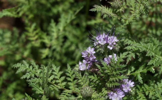 Phacelia Tanacetifolia Flowers Pictures