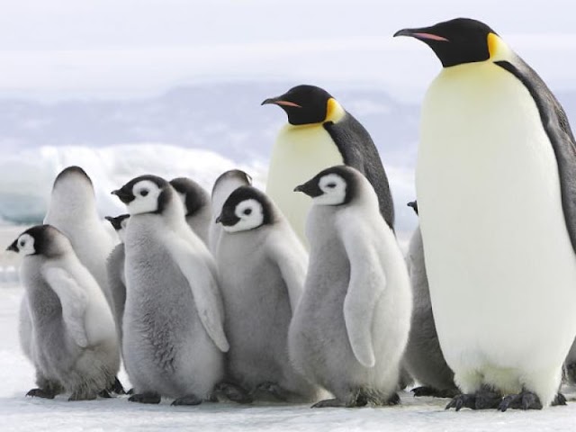 Pingüinos al zoológico