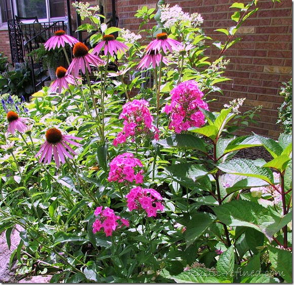 Cape Daisy