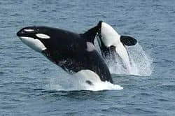 Paus Orca, Paus Pembunuh, Killer Whale, Seguni