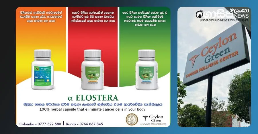 ceylon-green-alpha-elostera