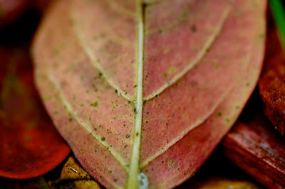 Fall colored leaf