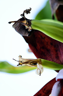 banana flower