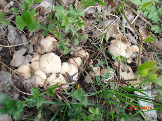 Une pousse dense et abondante de "vrai" Mousserons, Tricholome de la Saint-Georges, Calocybe gambosa