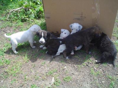 7 CUCCIOLI DI LABRADOR APPENA NATI YouTube - foto di cuccioli di cani appena nati