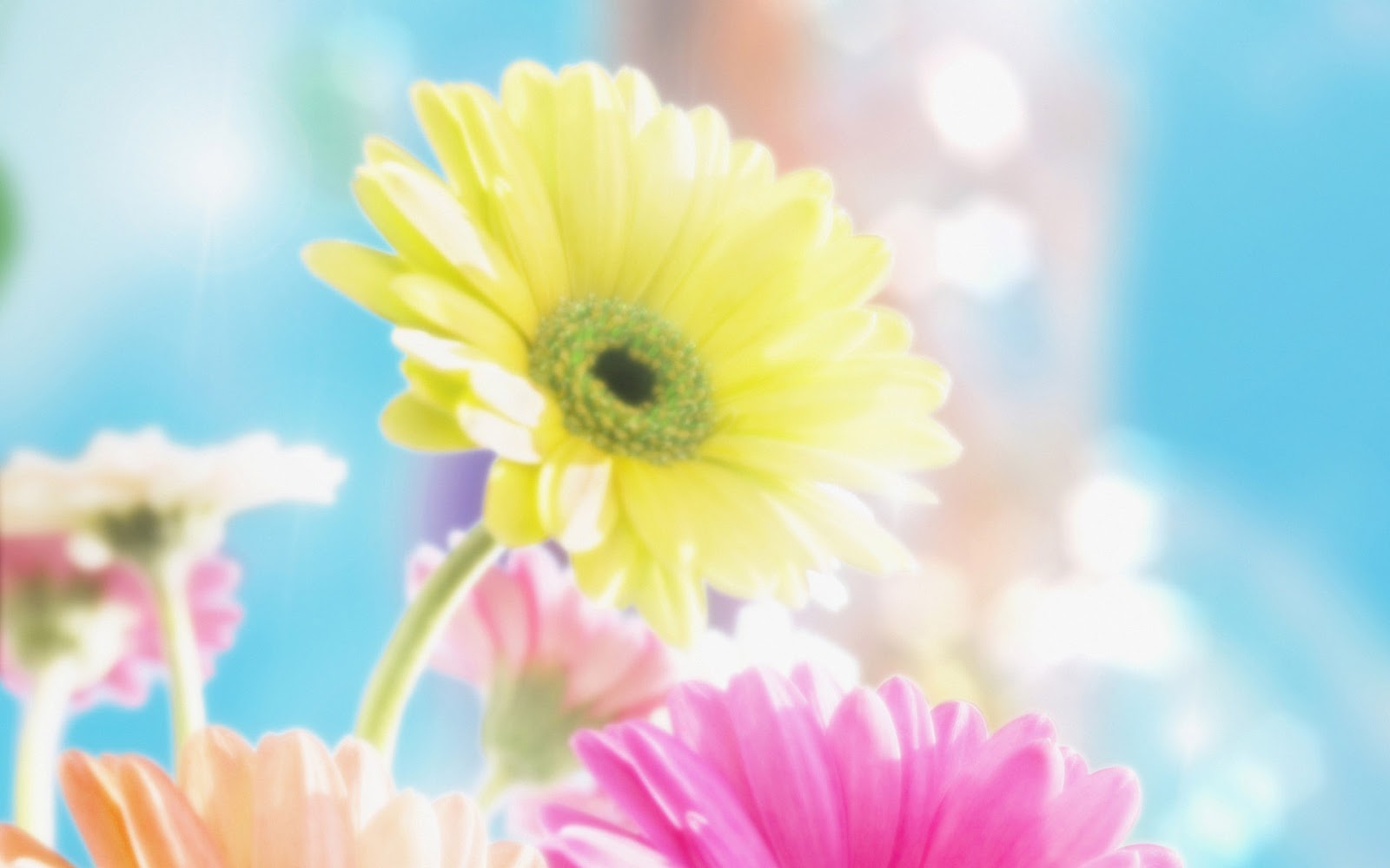 flowers for flower lovers.: Flowers background desktop wallpapers.