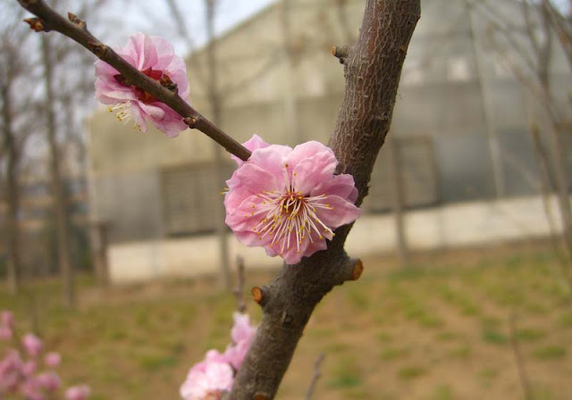 Plum Flowers