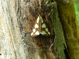 Haploa confusa - Arctiide nuancé - Haploa de Lyman