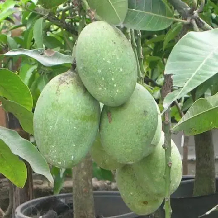 Bibit Mangga Manalagi