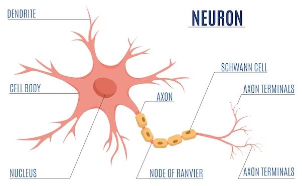 bagaimana cara kerja sistem saraf mengatur kerja hormon