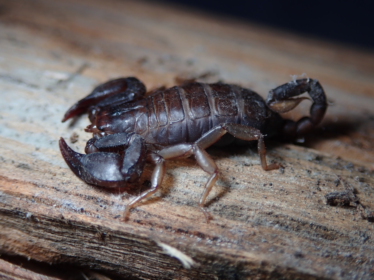 Euscorpius flavicaudis