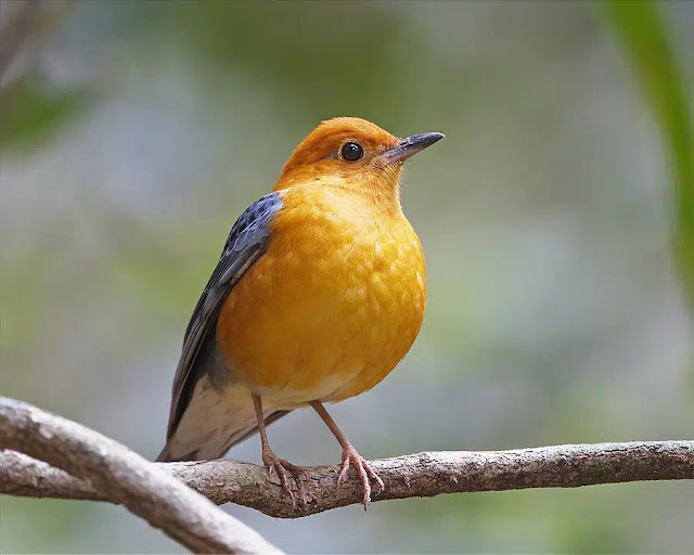 বাংলাদেশের পাখি  কমলা দামা