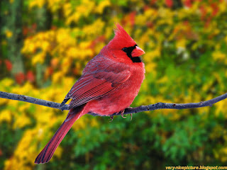 birds pictures | pictures of birds | nice wallpapers