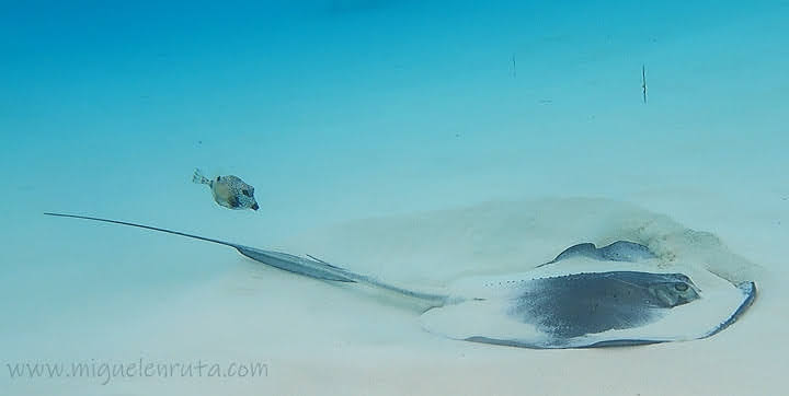 Snorkeling Cozumel