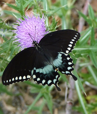 swallowtail