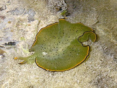 Leaf Slug (Elysia ornata)