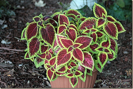 Coleus_Fall