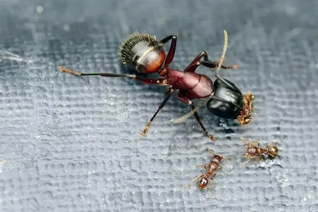 Hormigas parásitas adoptan estrategias astutas para vivir en colonias ajenas