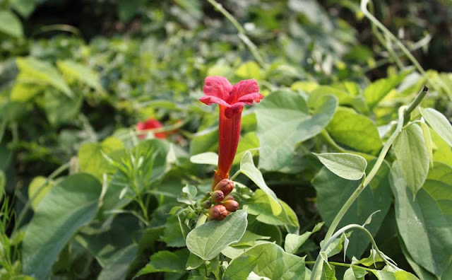 Trumpet Vine Flowers Pictures