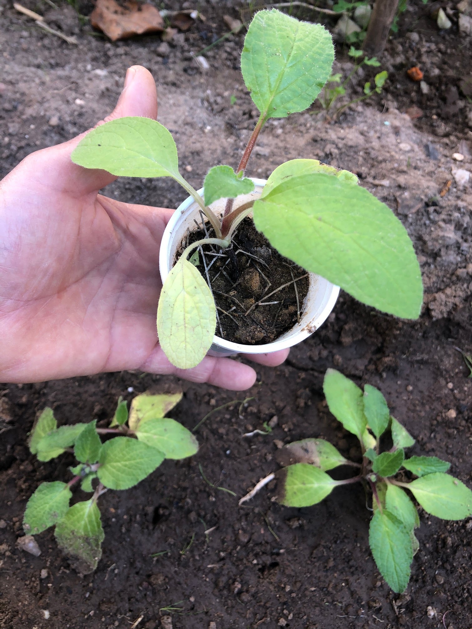 Borage is resilient enough that you don’t have to worry too much as long as you take a little care when transplanting. You can transplant them into the garden when they are six to eight inches tall, and all danger of frost has passed.