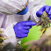 STJ nega mais prazo para regulamentar cannabis para fins medicinais. Anvisa e União pediam ampliação de 6 para 12 meses.