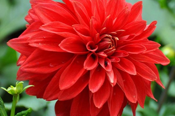 Top 10 Most Beautiful Flowers in the World, Dahlia