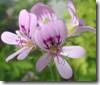 clip_image004