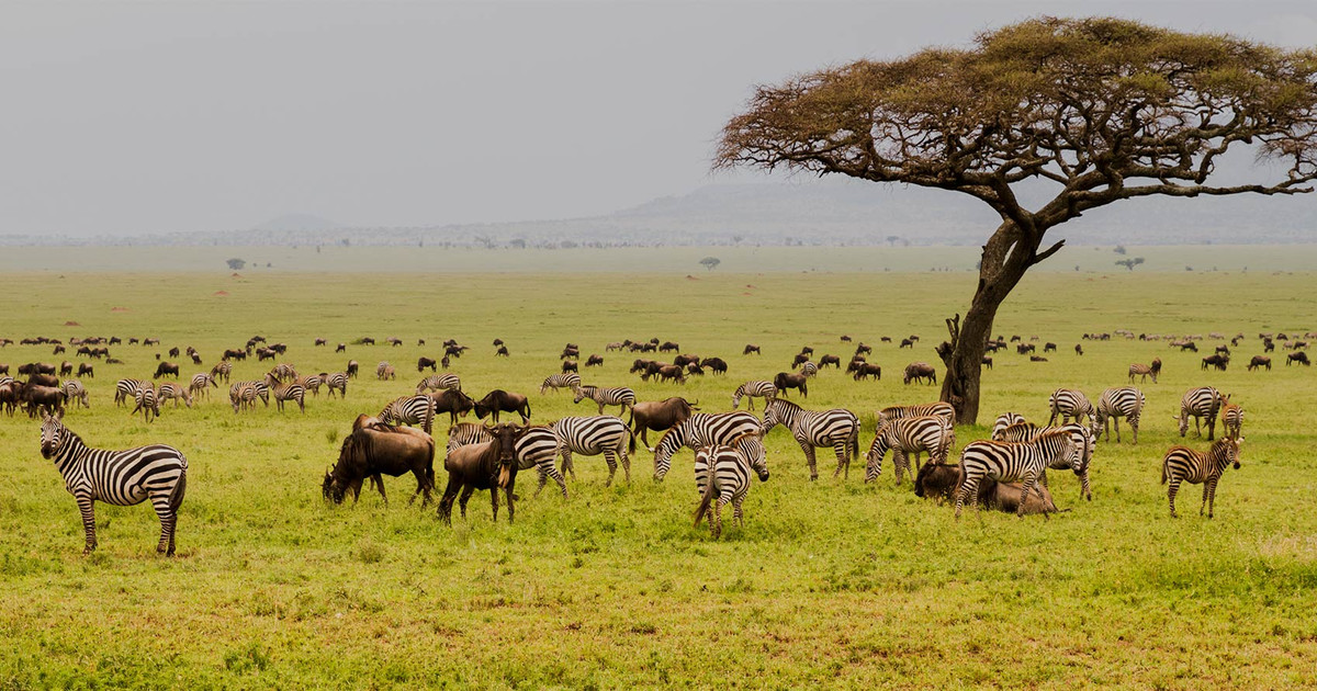 Parque Nacional de Serengeti | Tanzânia