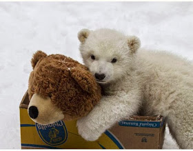 Polar bear vs Teddy bear (7 pics), polar bear cub picture, polar bear cub play with bear toy